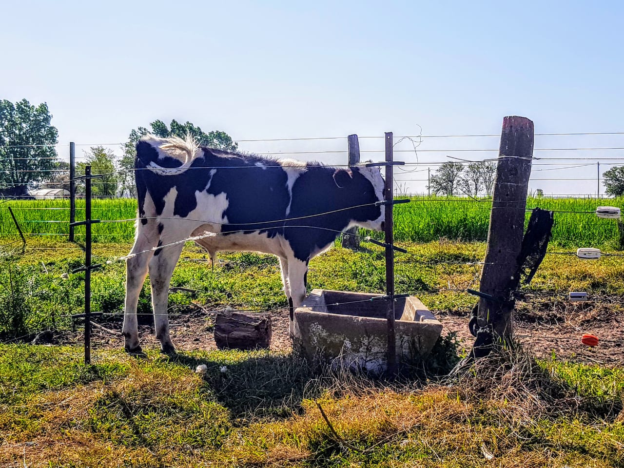 Cautela en el campo por los anuncios sobre plazos para tamberos