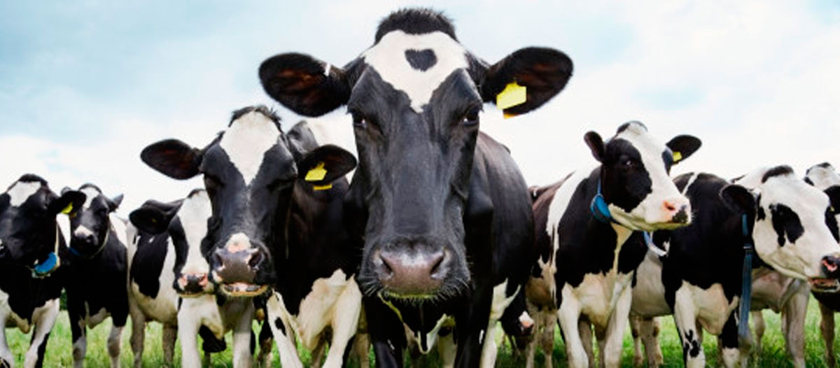 Según la Cuenca Oeste, en 2019 cayó la producción de leche