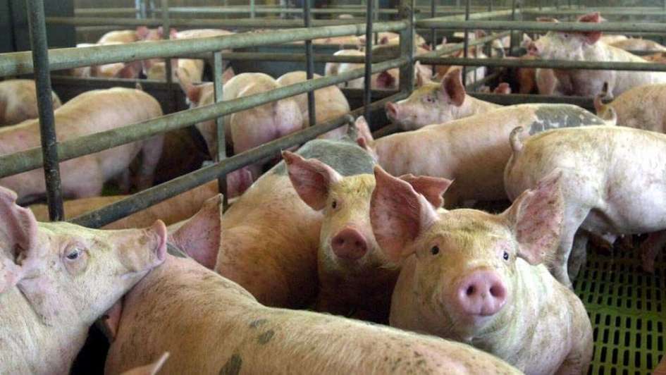 Cluster porcino: para Alvarez “fue un acto político”