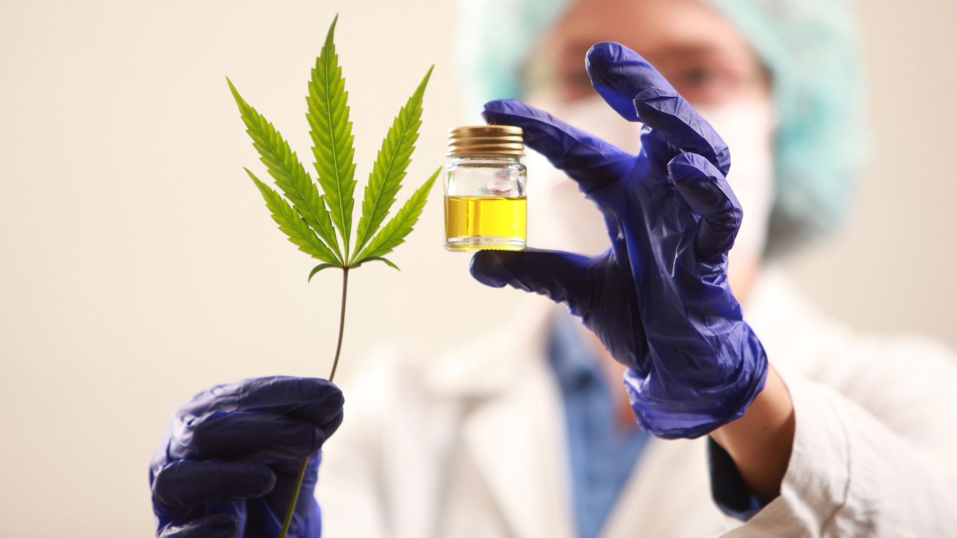 Cannabis medicinal: en qué etapa está el proyecto de cultivo en Trenque Lauquen