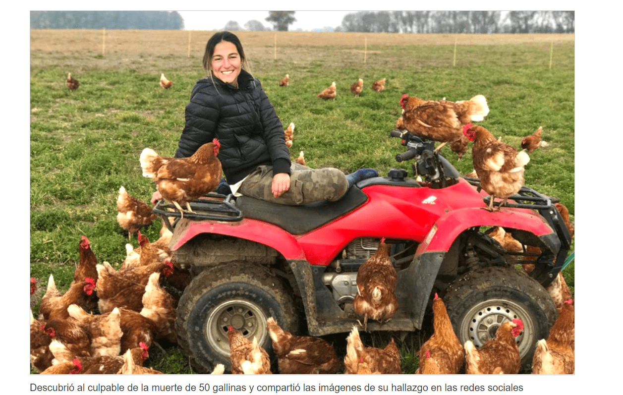 Pellegrini: en un campo un animal mató 50 gallinas, el video se hizo viral y debaten sobre la raza del predador