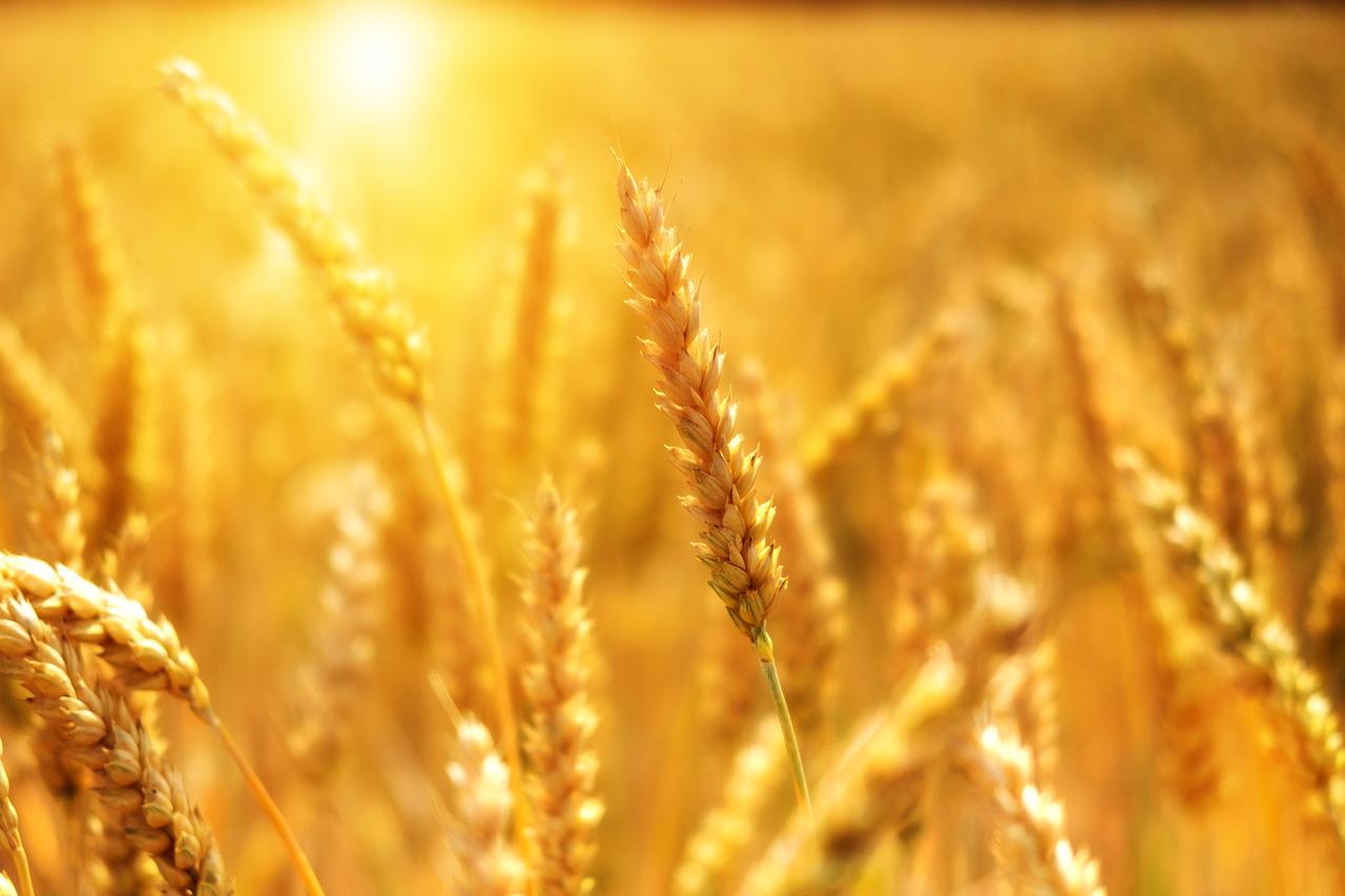 Alerta roja por la sequía en territorio bonaerense: la producción de trigo en jaque