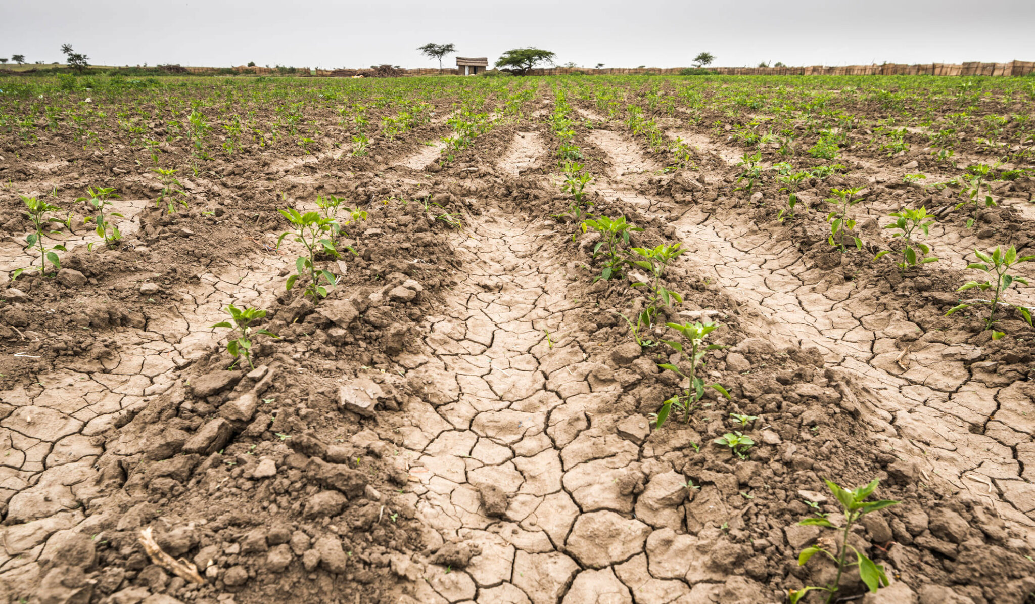 Sequía: la Nación decretó la emergencia para Pehuajó, Casares y Villegas