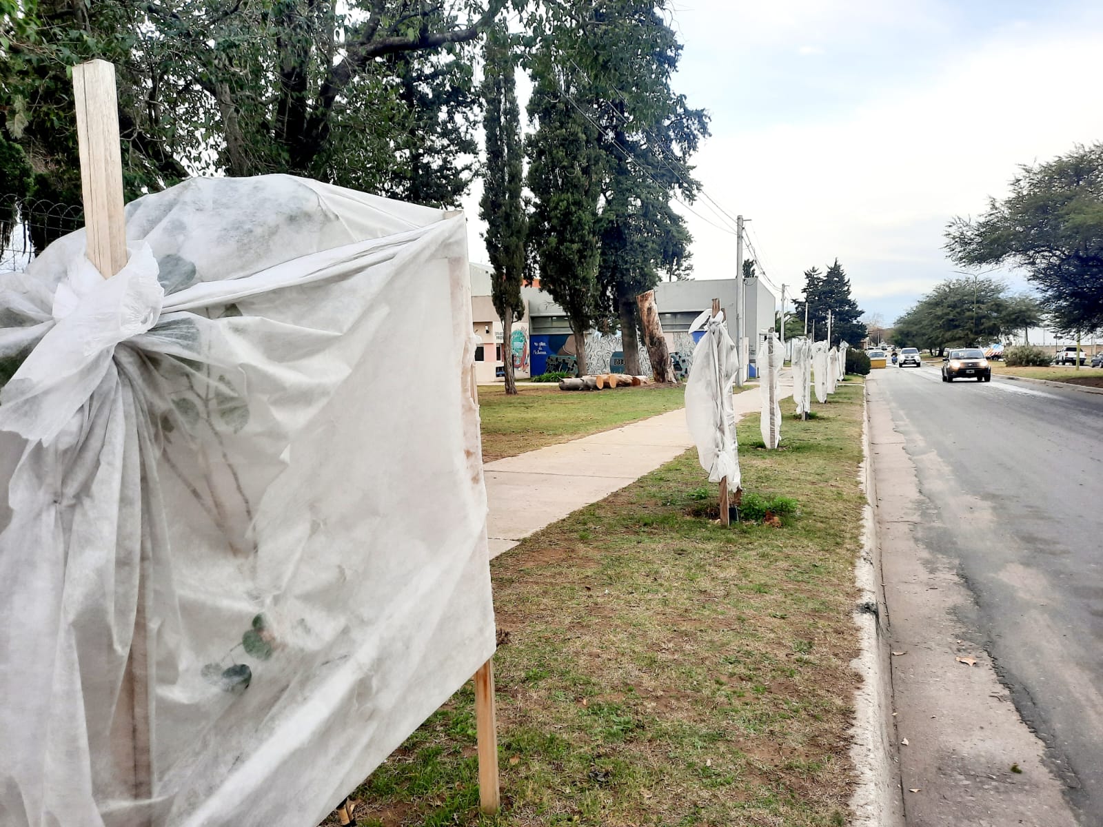 Los árboles bien tapados, para protegerlos del invierno