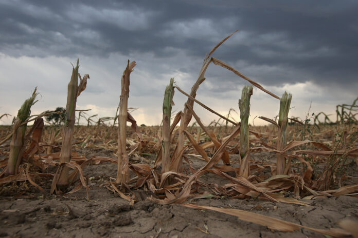Declaran la emergencia agropecuaria en municipios afectados por la sequía
