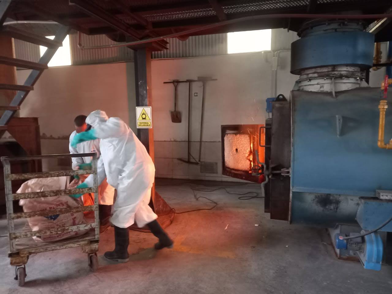 Detectan triquinosis en dos muestras de cerdos de crianza y la carne fue incinerada