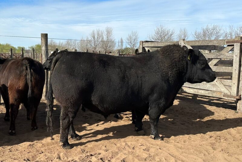 En la Rural, Expo Angus y la Gran Peña del Centenario