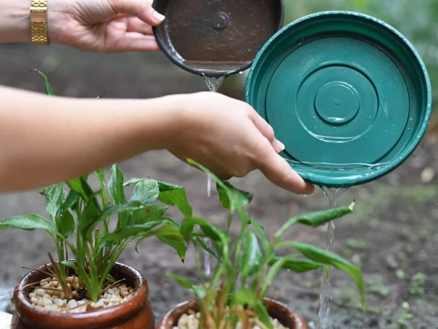 Prevención del dengue: tras las lluvias, es imprescindible limpiar patios, balcones y canaletas